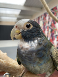 Pionus senilis