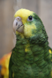 Dubbel Geelkop Amazone