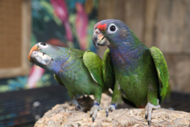 Pionus Menstruus