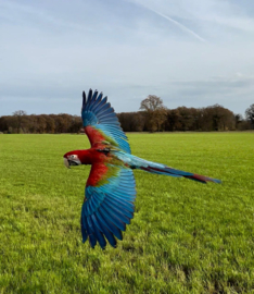 Enjoy Parrots GPS