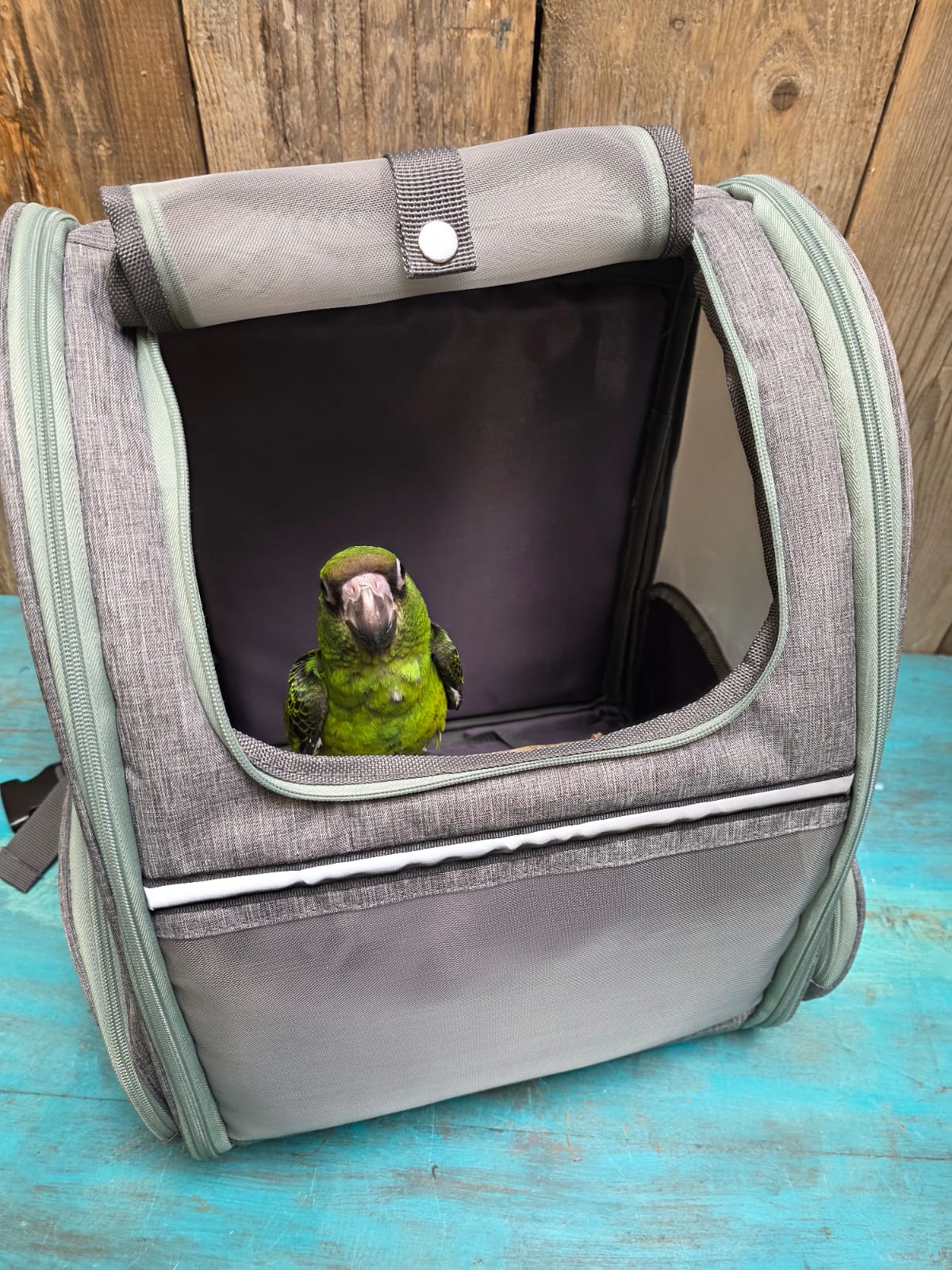 Enjoy Parrots rugtas
