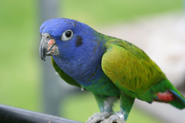 Pionus Menstruus