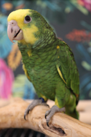Dubbel Geelkop Amazone