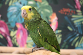 Dubbel Geelkop Amazone