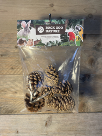 Forest pine cones