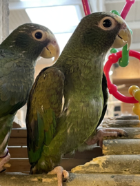 Pionus senilis