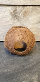 Kokosnoot met meerdere openingen