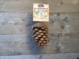 Foraging pine cone