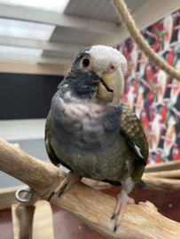 Pionus senilis