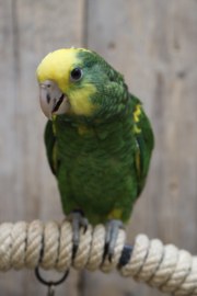 Dubbel Geelkop Amazone