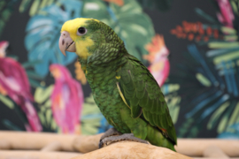Dubbel Geelkop Amazone
