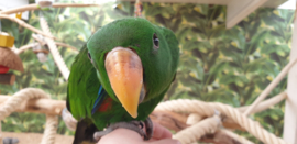 Edelpapegaai Man