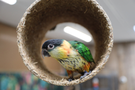 Zwartkop en Roestkop  Caique baby's