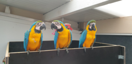 Blauw gele ara's
