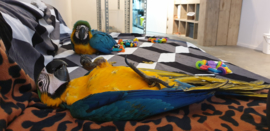 Blauw gele ara's