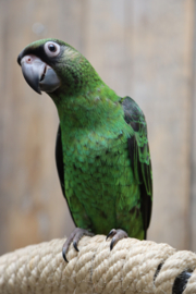 Jardine Papegaai