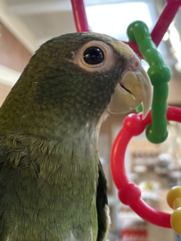 Pionus senilis