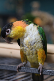 Zwartkop en Roestkop  Caique baby's