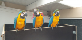 Blauw gele ara's