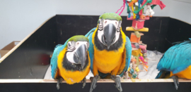 Blauw gele ara's