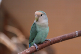 Agapornis Roceicollis