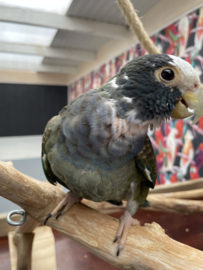 Pionus senilis