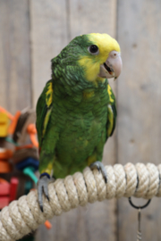 Dubbel Geelkop Amazone