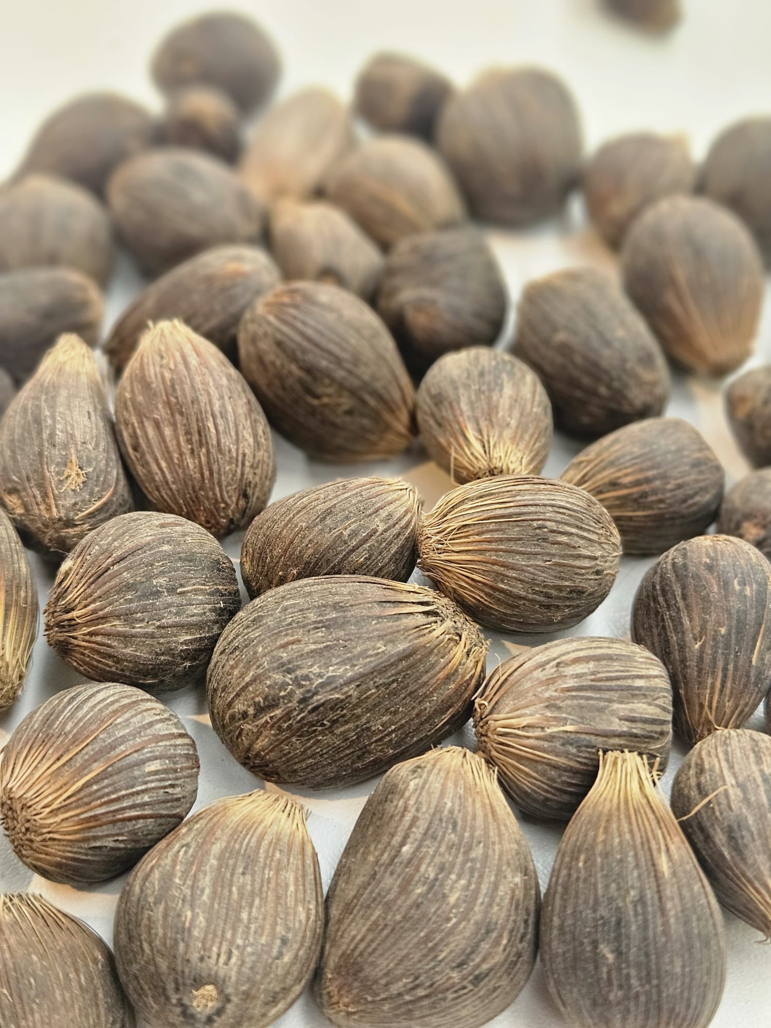 Gedroogde Palmnoten