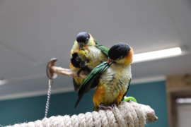 Zwartkop en Roestkop  Caique baby's