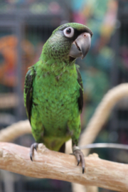 Jardine Papegaai