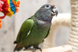 Pionus Menstruus