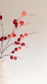 Physalis tak | Donker rood