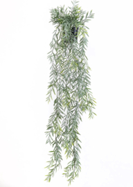 Acacia hanger plant in pot
