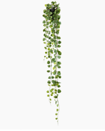 Philo plant in pot