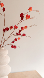 Physalis tak | Donker rood