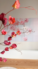 Physalis tak | Donker rood