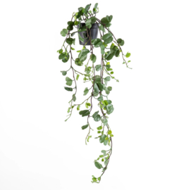 Ipomoea Pescaprea plant in pot
