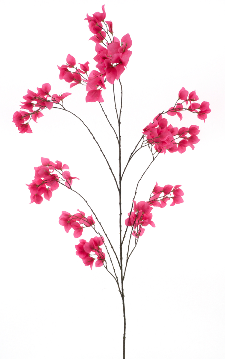Bougainvillea tak roze