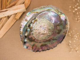 abalone schelp XL