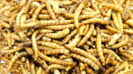Meelwormen 250 gram