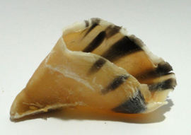Runderhoefjes leeg 5 stuks