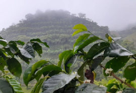 Colombia - Cuchilla del San Juan