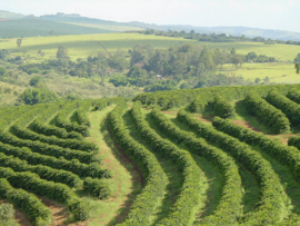 Brazil - Fazenda Lagoa