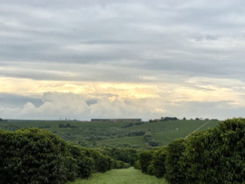 Brazil - Fazenda Lagoa