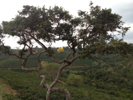 Brazil - Fazenda das Almas