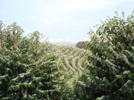 Brazil - Fazenda das Almas