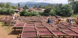 Ethiopië - Guji Daanisa