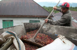 Indonesien - Sumatra Gayo