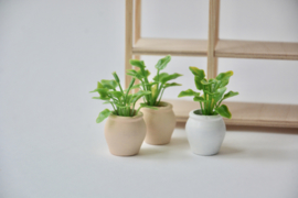 Plantje in terracotta pot “white”
