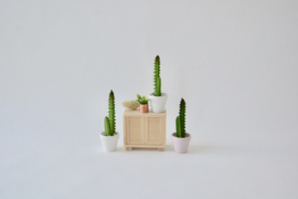 Cactus in white pot